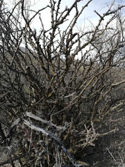 Jatropha neopauciflora