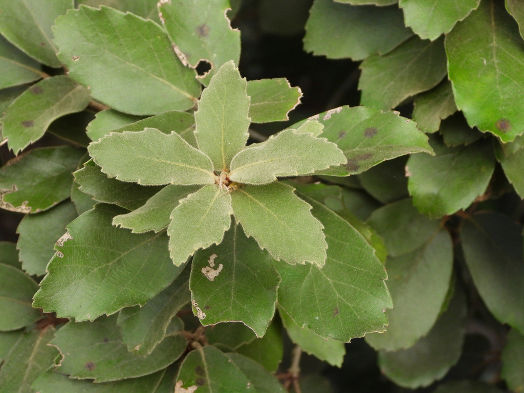 Quercus oxyphylla