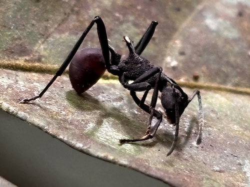 Polyrhachis armata
