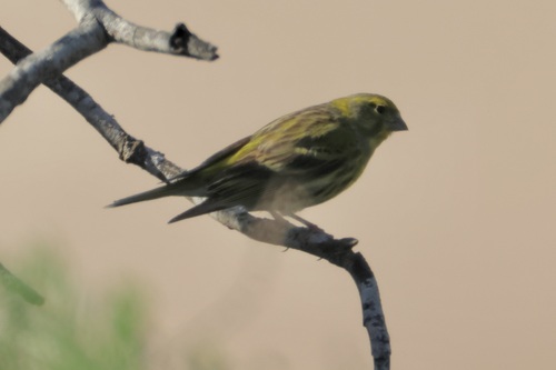 European Serin