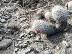 Mammillaria haageana meissneri