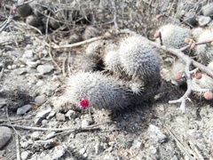 Mammillaria haageana meissneri