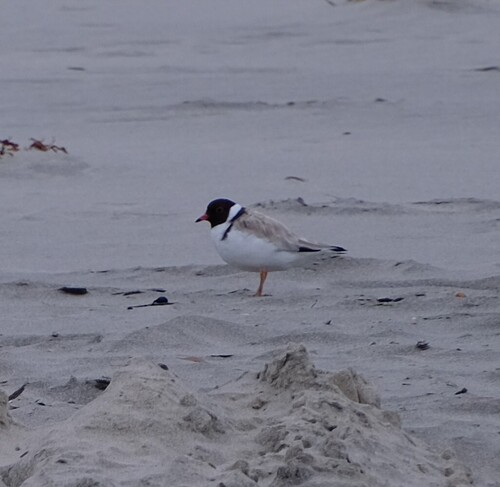 Hooded Plover (Thinornis cucullatus), photo 4