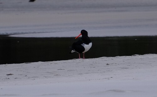 Pied Oystercatcher (Haematopus longirostris), photo 8