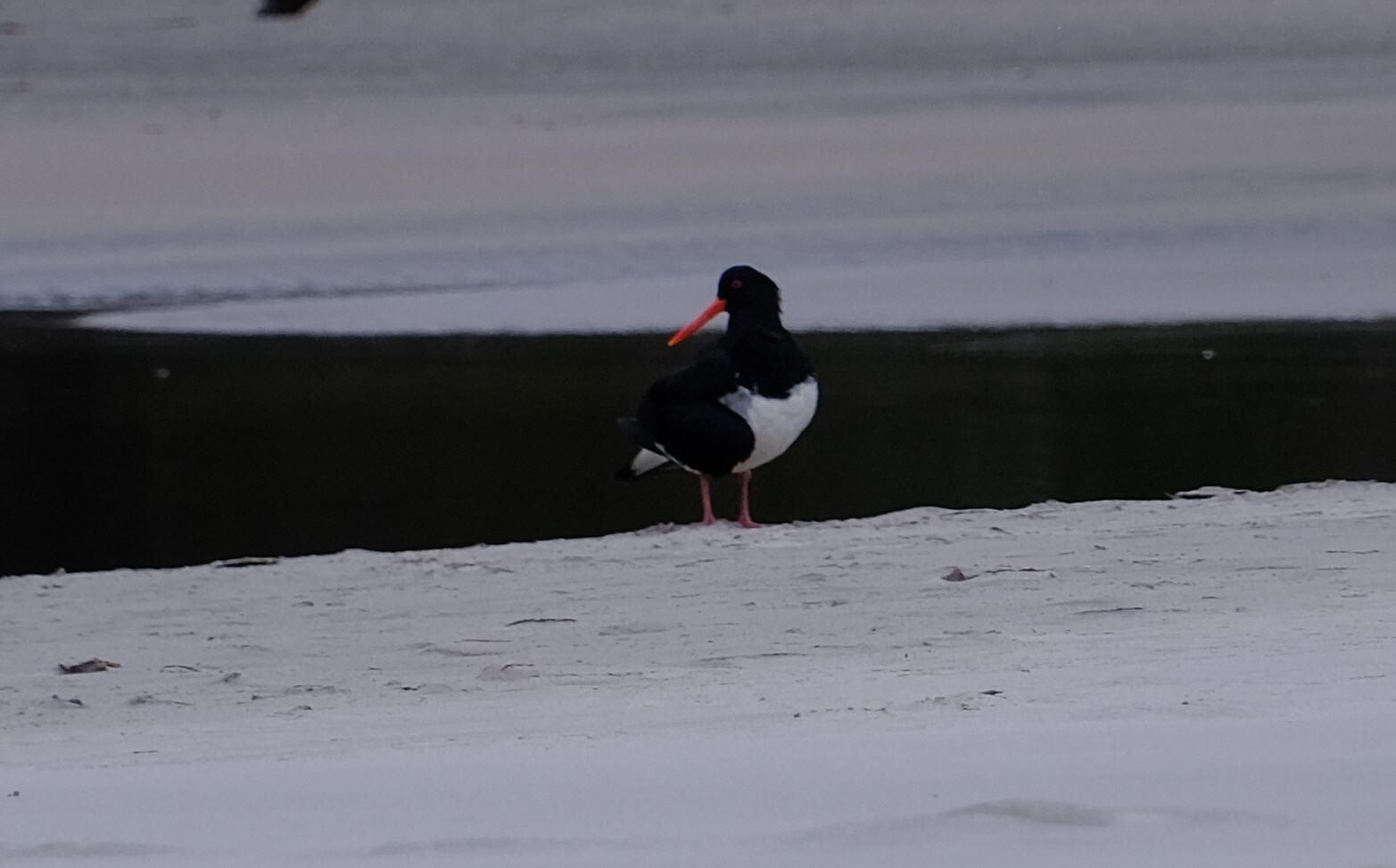 Pied Oystercatcher (Haematopus longirostris), photo 8
