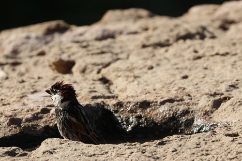 Spanish Sparrow