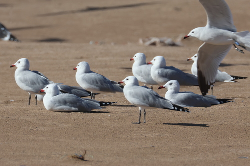 Audouin's Gull