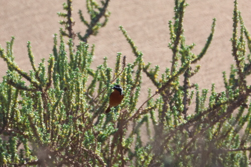 Moussier's Redstart