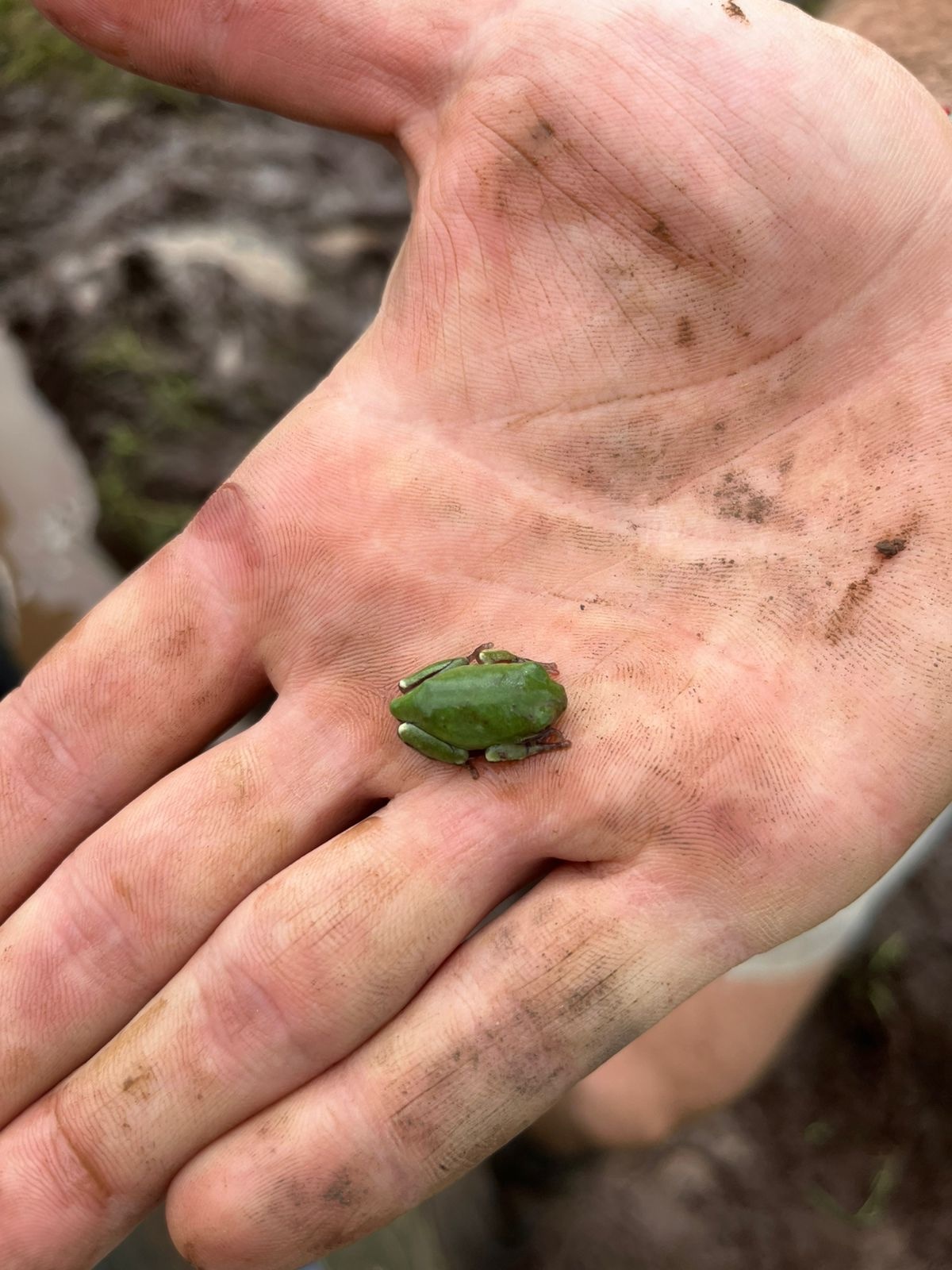 Leptopelis mossambicus Poynton, 1985