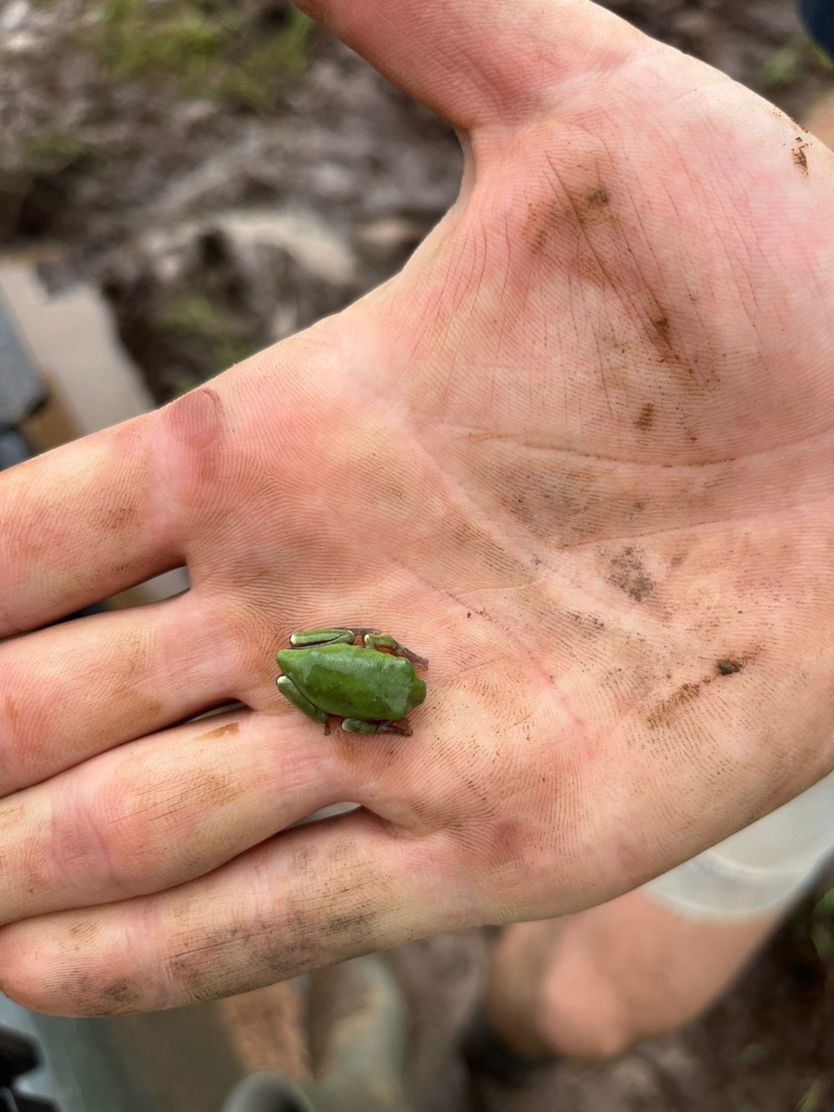 Leptopelis mossambicus Poynton, 1985