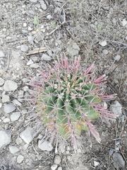 Ferocactus recurvus recurvus