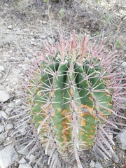Ferocactus recurvus recurvus
