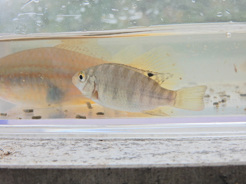 Coptodon zillii
