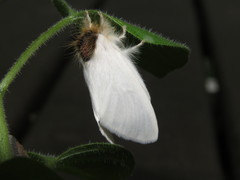 Trichiocercus mesomelas