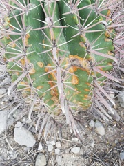 Ferocactus recurvus recurvus