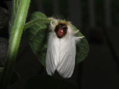 Trichiocercus mesomelas