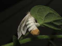 Trichiocercus mesomelas