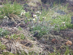 Draba lonchocarpa