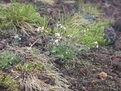 Draba lonchocarpa