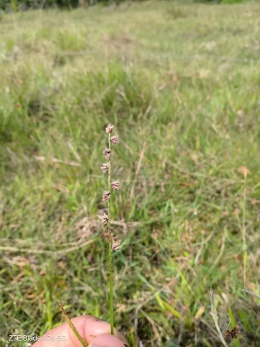 River Swamp Nutrush (Scleria distans)