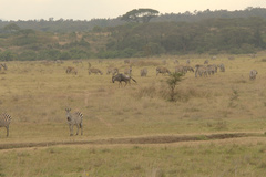 Connochaetes taurinus albojubatus