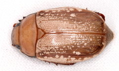Anoplognathus concolor