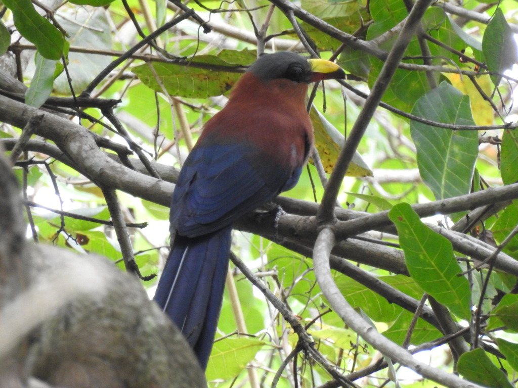 Zanclostomus calyorhynchus (Zanclostomus calyorhynchus)