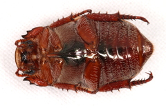 Anoplognathus concolor