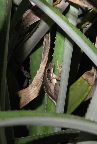 Polypedates leucomystax