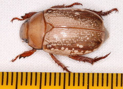 Anoplognathus concolor