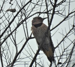 Colaptes auratus auratus