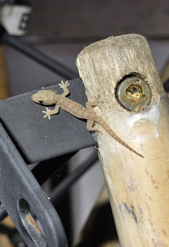 Hemidactylus frenatus