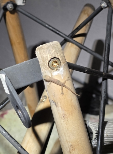 Hemidactylus frenatus