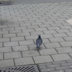 Columba livia domestica