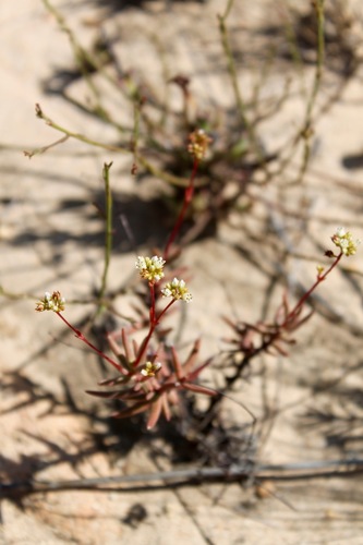 Crassula tetragona