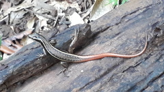 Sphenomorphus dussumieri