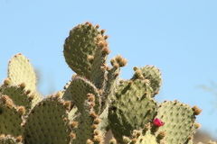 Opuntia pilifera
