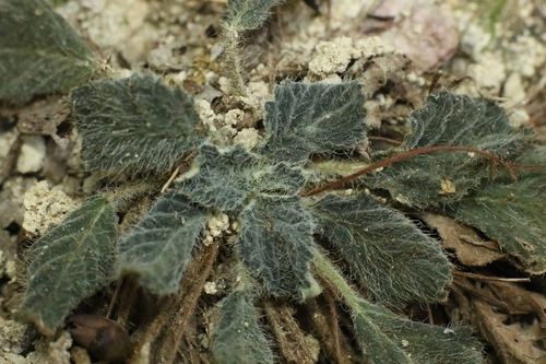 Guile's Boeica (Oreocharis guileana)