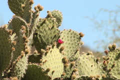 Opuntia pilifera