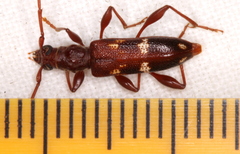 Coptocercus biguttatus