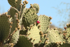 Opuntia pilifera