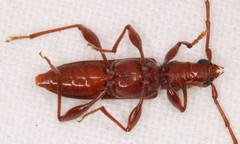 Coptocercus biguttatus