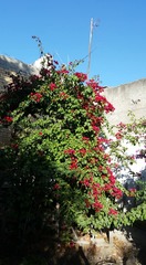 Bougainvillea