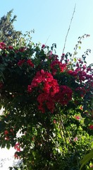 Bougainvillea
