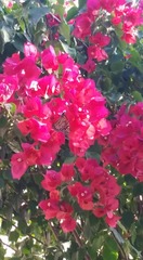 Bougainvillea