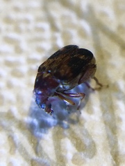 Callosobruchus maculatus