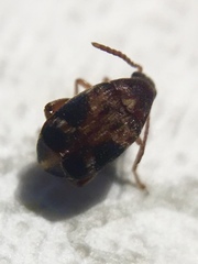 Callosobruchus maculatus