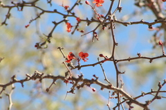 Erythrostemon melanadenius