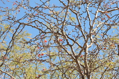 Erythrostemon melanadenius