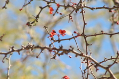 Erythrostemon melanadenius